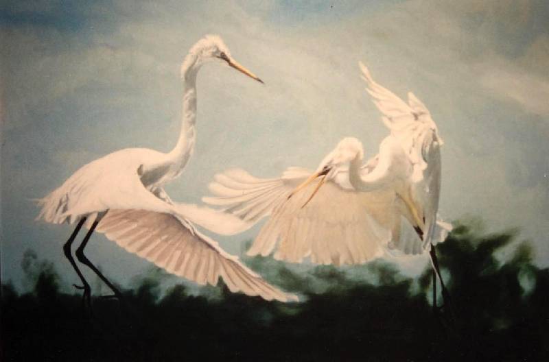 Amerikanske Egrets B,H: 76x61. Sold